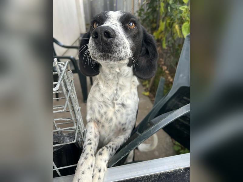 Daika – kleine Seele sucht endlich ein Zuhause, das bleibt ❤️