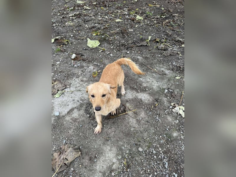 Buddy – besonderer Schatz mit großem Herzen sucht Zuhause ❤️