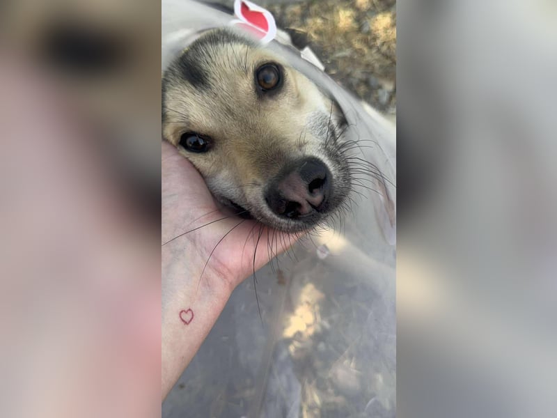 Mango - Kleiner Kämpfer sucht sein Zuhause ❤️ Mango - Kleiner Kämpfer sucht sein Zuhause ❤️