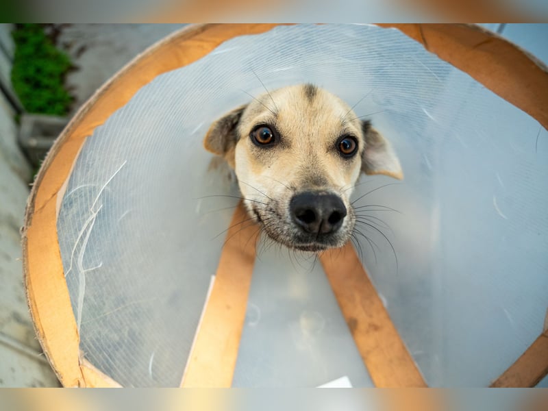 Mango - Kleiner Kämpfer sucht sein Zuhause ❤️
