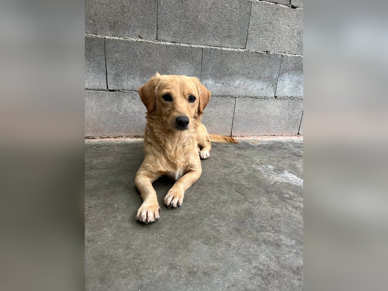 Buddy – besonderer Schatz mit großem Herzen sucht Zuhause ❤️