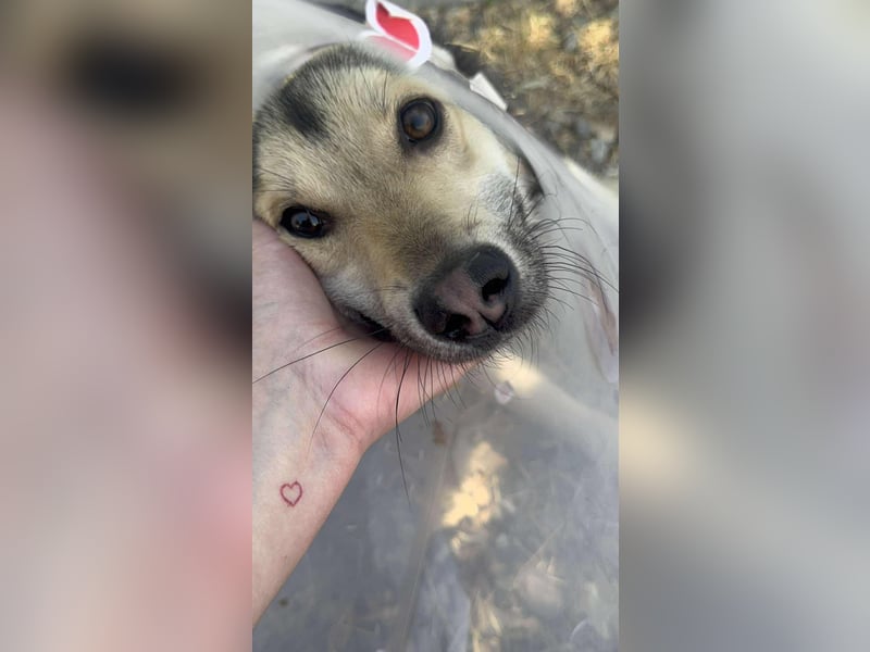Mango - Kleiner Kämpfer sucht sein Zuhause ❤️ Mango - Kleiner Kämpfer sucht sein Zuhause ❤️