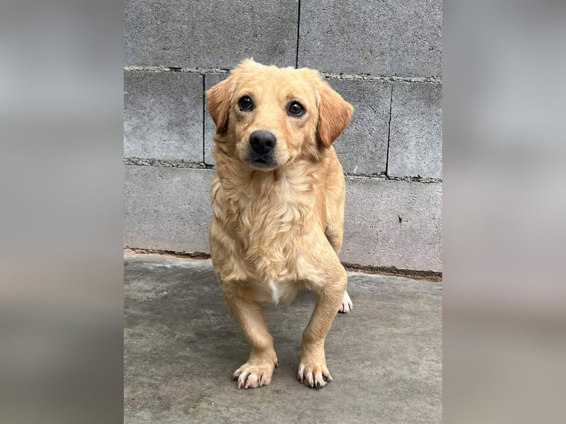 Buddy – besonderer Schatz mit großem Herzen sucht Zuhause ❤️
