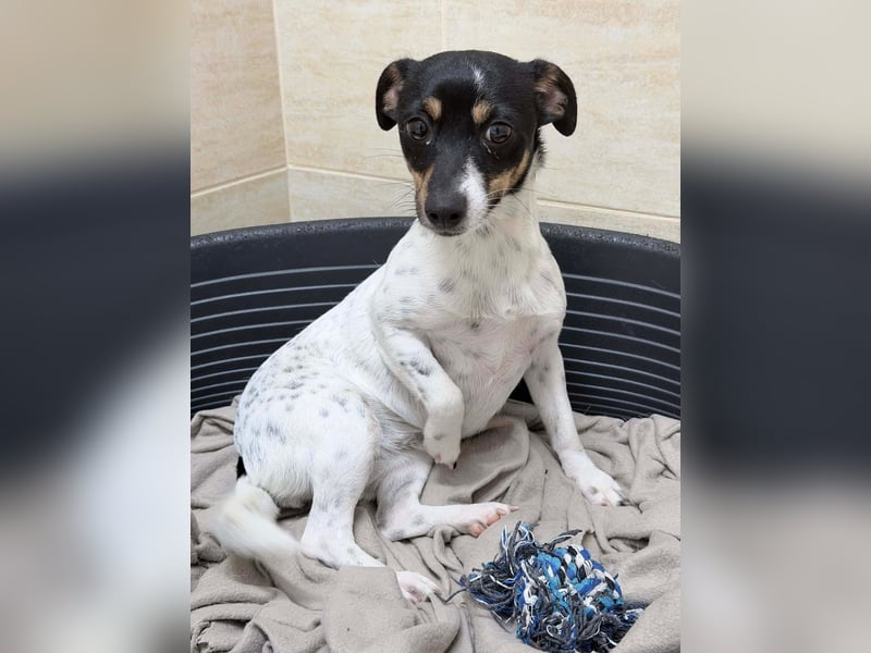 Nika - Kleines Herzensmädchen sucht ihr Glück❤️