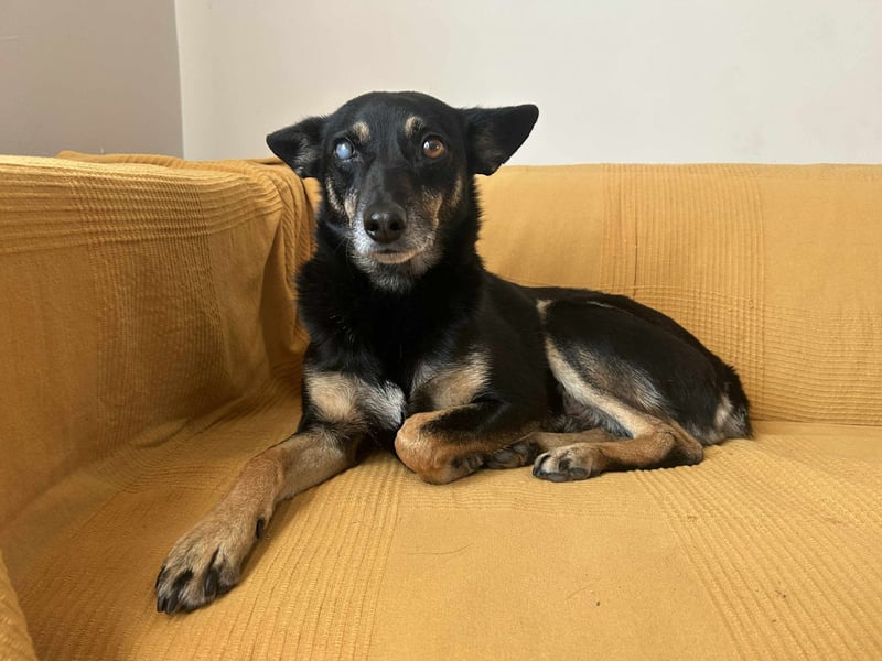 Enzo – lebensfroher Herzenshund auf der Suche nach seinem Zuhause❤️