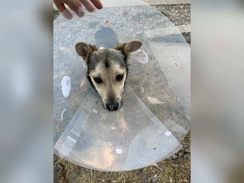 Mango - Kleiner Kämpfer sucht sein Zuhause ❤️ Mango - Kleiner Kämpfer sucht sein Zuhause ❤️