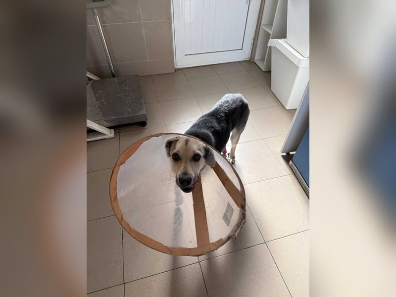 Mango - Kleiner Kämpfer sucht sein Zuhause ❤️ Mango - Kleiner Kämpfer sucht sein Zuhause ❤️