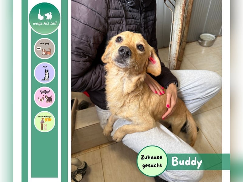 Buddy – besonderer Schatz mit großem Herzen sucht Zuhause ❤️