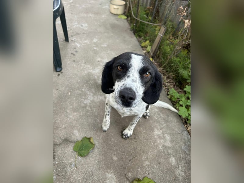 Daika – kleine Seele sucht endlich ein Zuhause, das bleibt ❤️