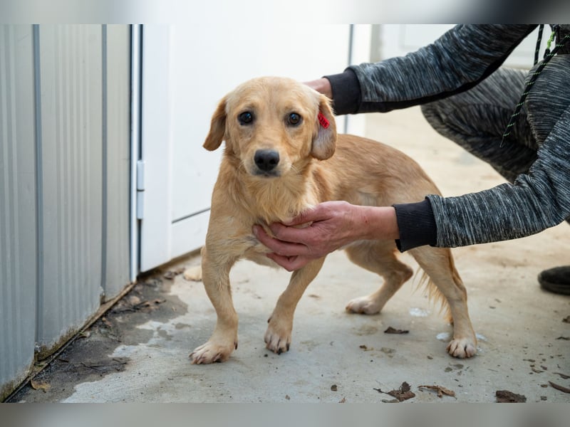 Buddy – besonderer Schatz mit großem Herzen sucht Zuhause ❤️
