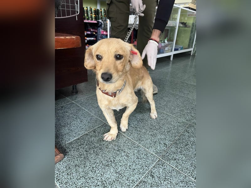 Buddy – besonderer Schatz mit großem Herzen sucht Zuhause ❤️