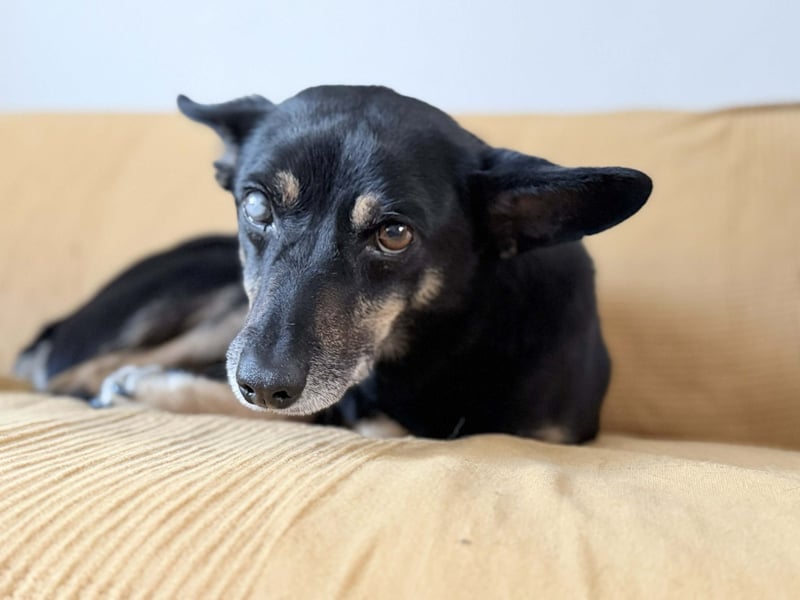 Enzo – lebensfroher Herzenshund auf der Suche nach seinem Zuhause❤️