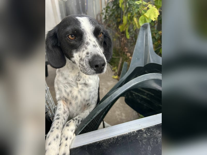 Daika – kleine Seele sucht endlich ein Zuhause, das bleibt ❤️