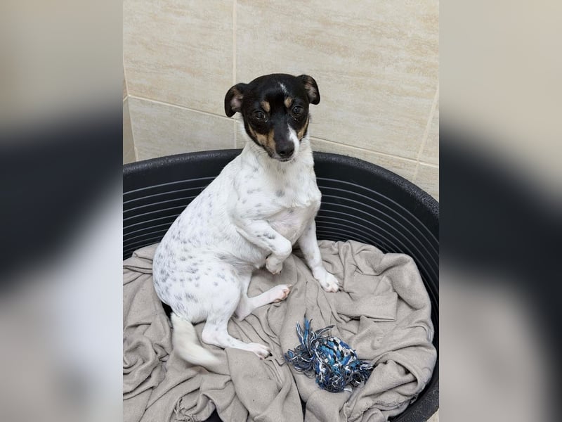 Nika - Kleines Herzensmädchen sucht ihr Glück❤️