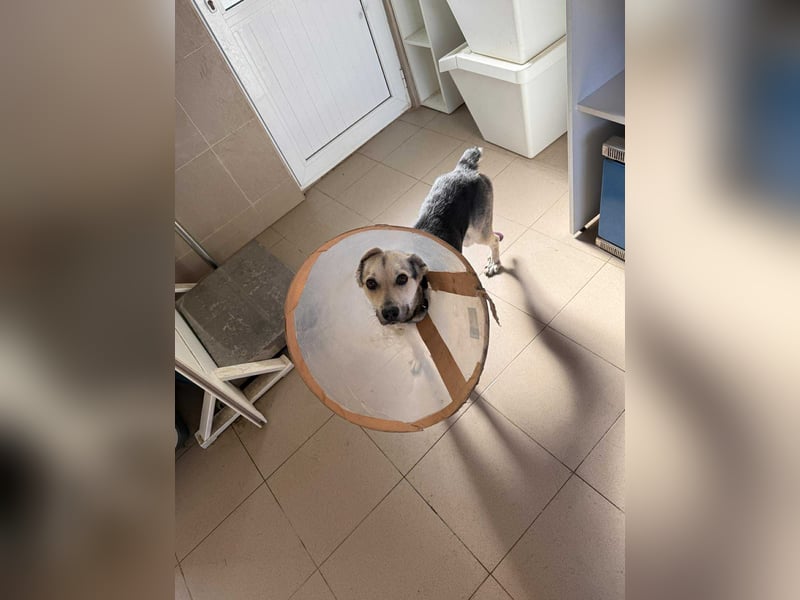 Mango - Kleiner Kämpfer sucht sein Zuhause ❤️ Mango - Kleiner Kämpfer sucht sein Zuhause ❤️