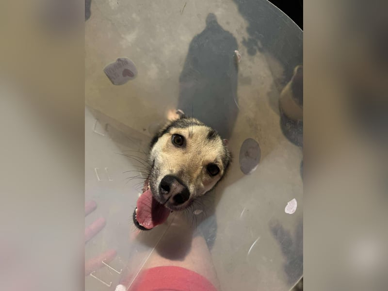 Mango - Kleiner Kämpfer sucht sein Zuhause ❤️ Mango - Kleiner Kämpfer sucht sein Zuhause ❤️