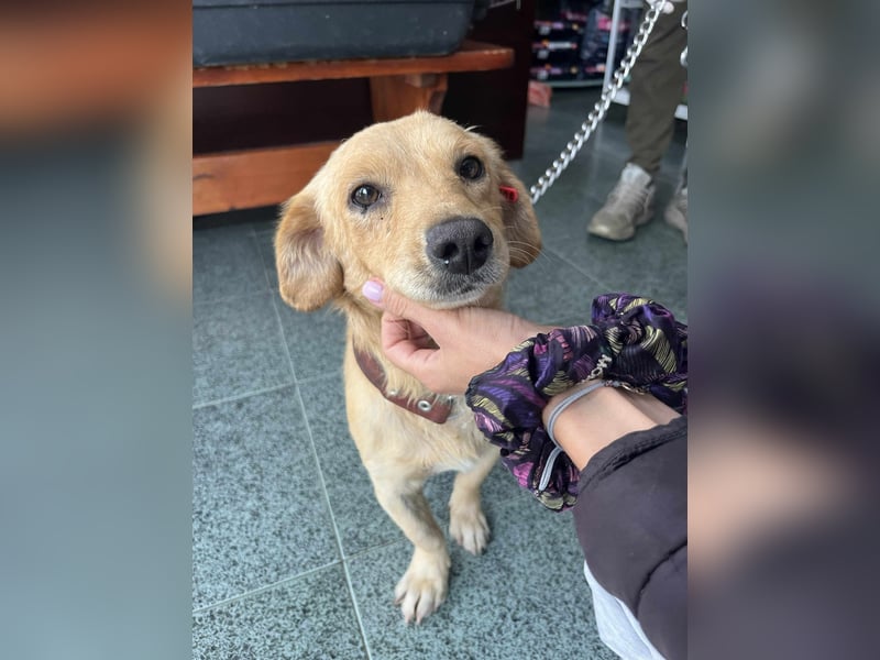 Buddy – besonderer Schatz mit großem Herzen sucht Zuhause ❤️