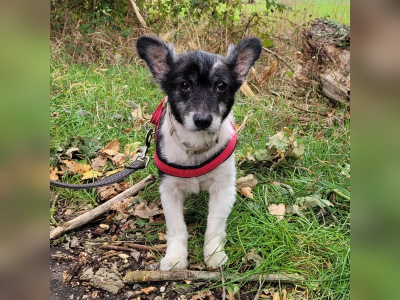 Sunny - sein Halter mußte ins Pflegeheim