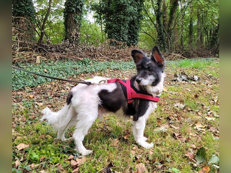 Sunny - sein Halter mußte ins Pflegeheim