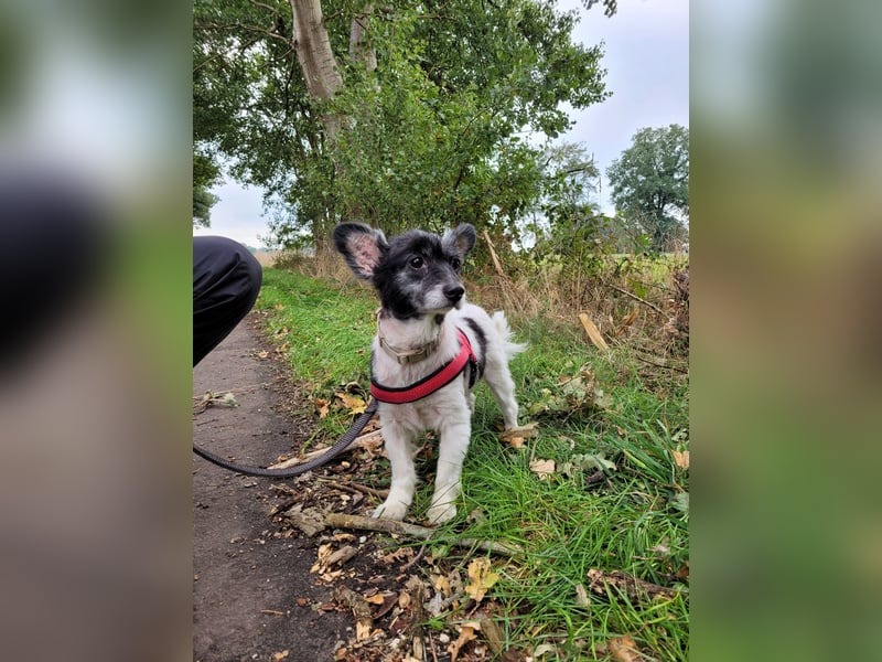 Sunny - sein Halter mußte ins Pflegeheim