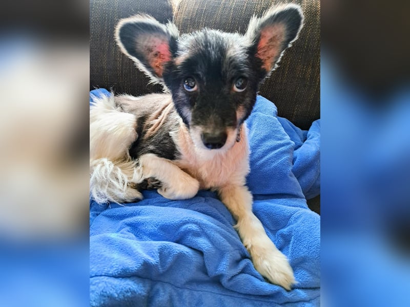 Sunny - sein Halter mußte ins Pflegeheim