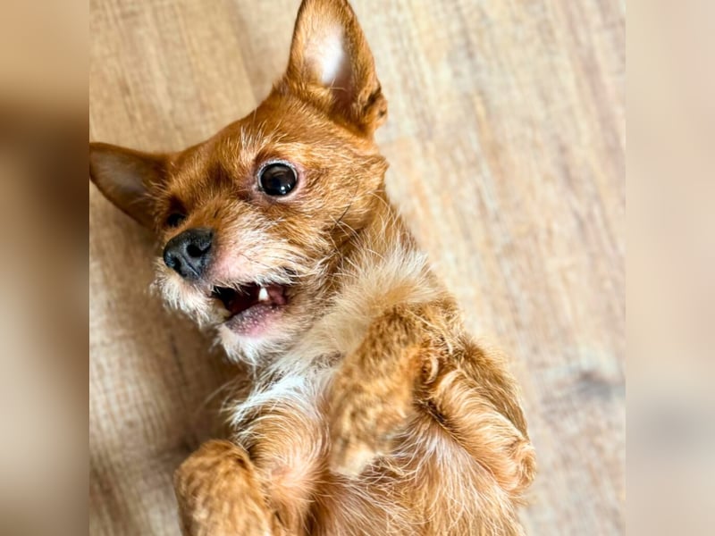 Bobby - möchte ausgelastet werden