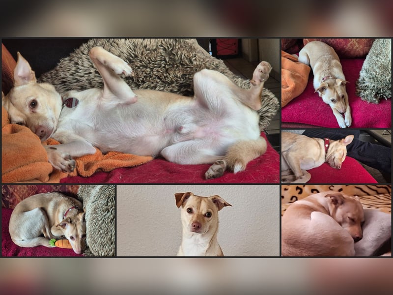 Seelenhund (4 J.) sucht ruhigen Platz mit Garten bei Einzelperson