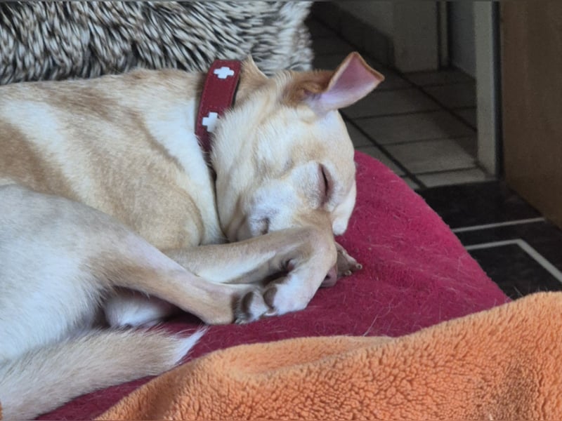 Seelenhund (4 J.) sucht ruhigen Platz mit Garten bei Einzelperson