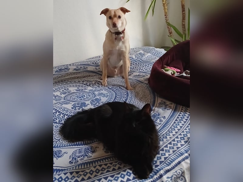 Seelenhund (4 J.) sucht ruhigen Platz mit Garten bei Einzelperson