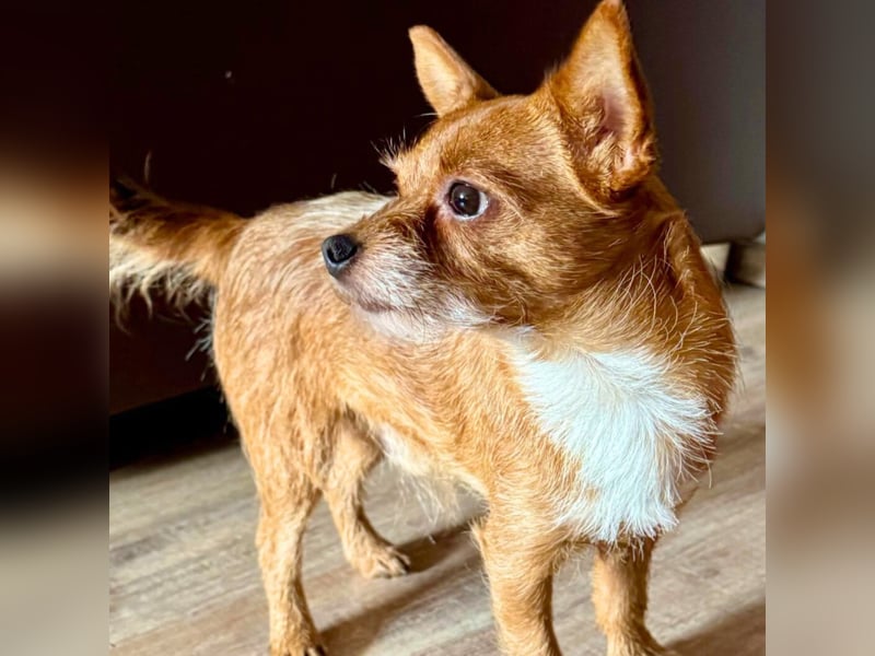 Bobby - möchte ausgelastet werden