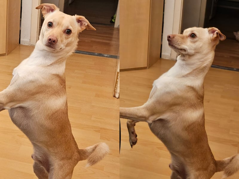 Seelenhund (4 J.) sucht ruhigen Platz mit Garten bei Einzelperson
