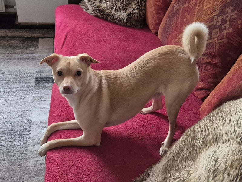Seelenhund (4 J.) sucht ruhigen Platz mit Garten bei Einzelperson