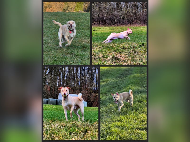 Seelenhund (4 J.) sucht ruhigen Platz mit Garten bei Einzelperson