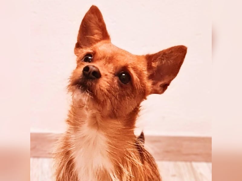 Bobby - möchte ausgelastet werden