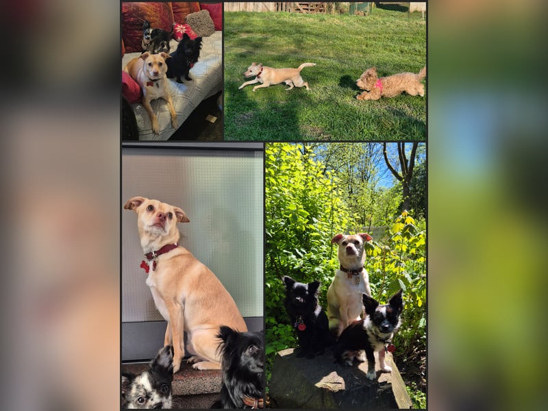 Seelenhund (4 J.) sucht ruhigen Platz mit Garten bei Einzelperson