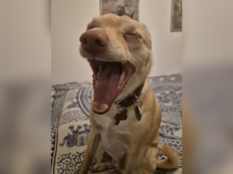 Seelenhund (4 J.) sucht ruhigen Platz mit Garten bei Einzelperson