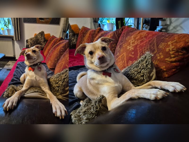 Seelenhund (4 J.) sucht ruhigen Platz mit Garten bei Einzelperson