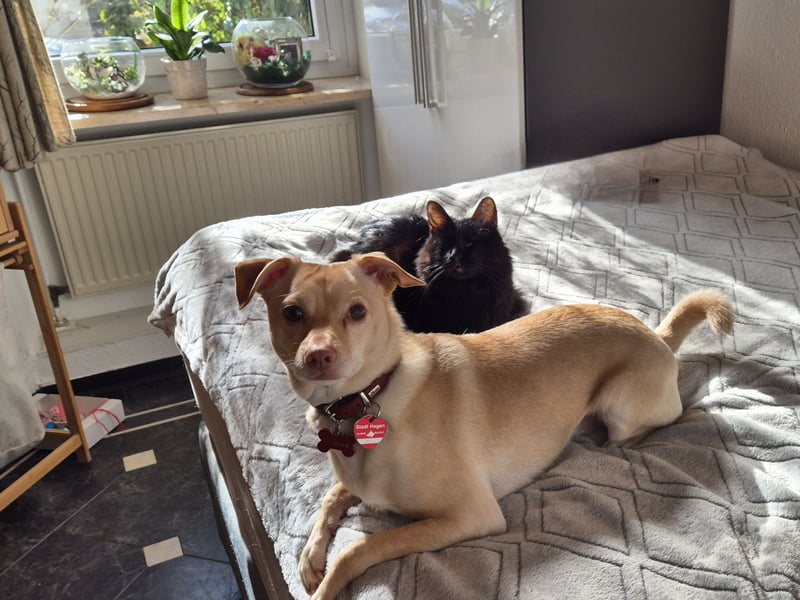 Seelenhund (4 J.) sucht ruhigen Platz mit Garten bei Einzelperson