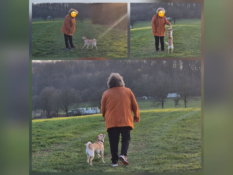 Seelenhund (4 J.) sucht ruhigen Platz mit Garten bei Einzelperson