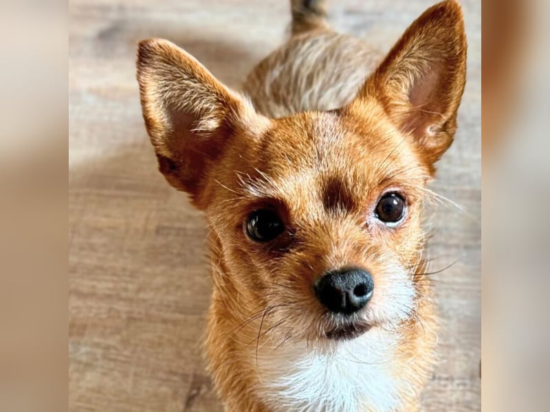 Bobby - möchte ausgelastet werden