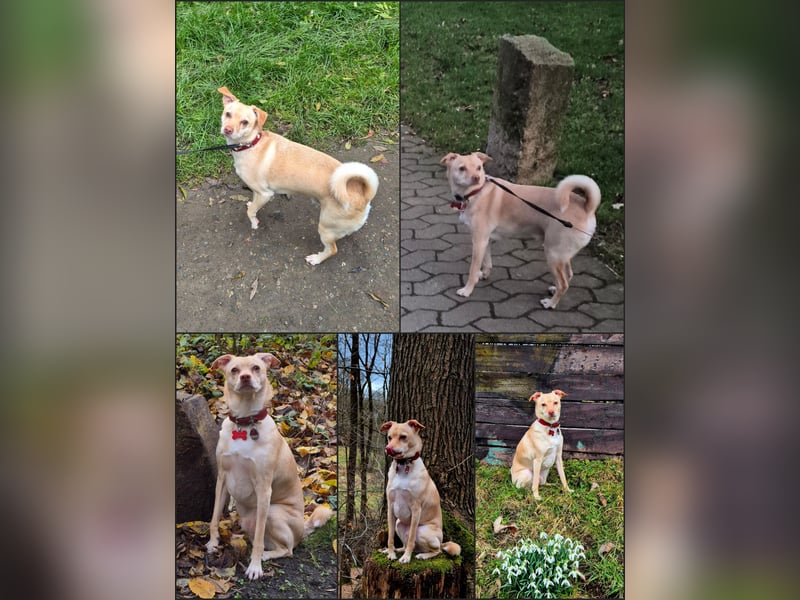 Seelenhund (4 J.) sucht ruhigen Platz mit Garten bei Einzelperson
