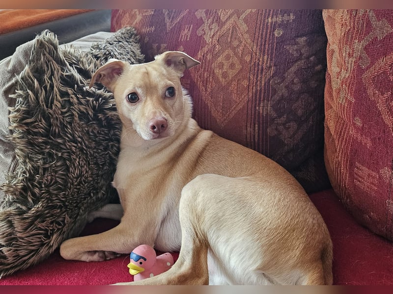 Seelenhund (4 J.) sucht ruhigen Platz mit Garten bei Einzelperson