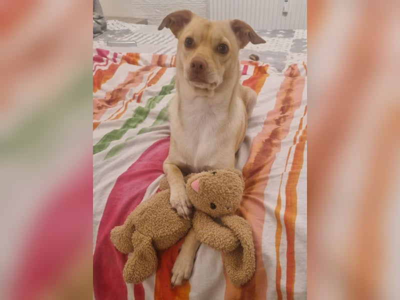 Seelenhund (4 J.) sucht ruhigen Platz mit Garten bei Einzelperson