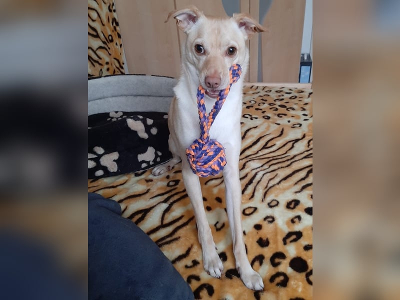 Seelenhund (4 J.) sucht ruhigen Platz mit Garten bei Einzelperson