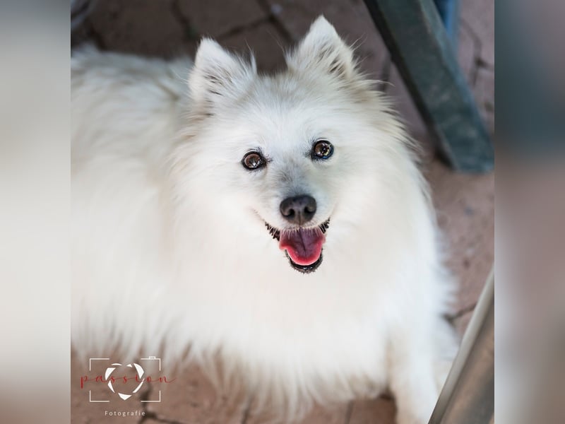 Hübsche Hundedame mit Spitz-Mix
