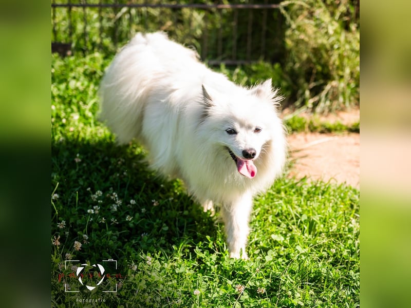 Hübsche Hundedame mit Spitz-Mix