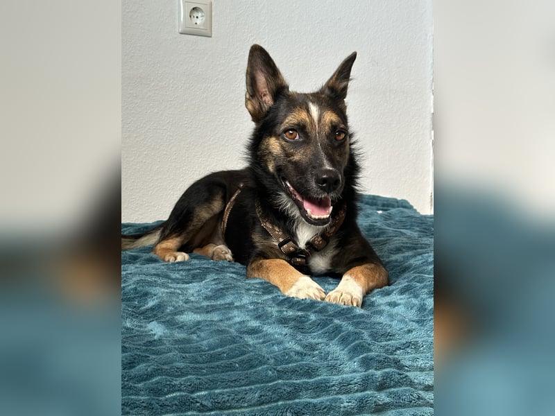 Polly 2 Jahre ca 38 cm