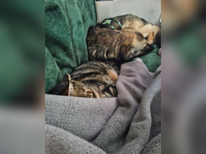 Pino - ist bereit die Welt zu entdecken