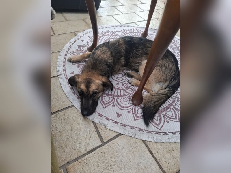 Pino - ist bereit die Welt zu entdecken