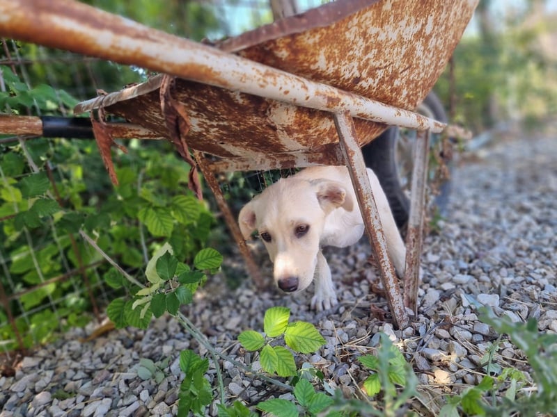 Sophie die Zaubermaus sucht ihr Glück